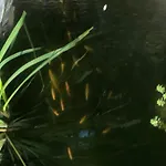 Spitzwegerich By Interhome * Kappe