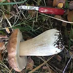 Spitzwegerich By Interhome Apartment