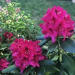 Spitzwegerich By Interhome Apartment *