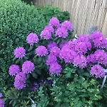 Spitzwegerich By Interhome Kappe