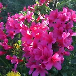 Spitzwegerich By Interhome Apartment *