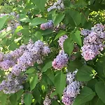 Spitzwegerich By Interhome Apartment *