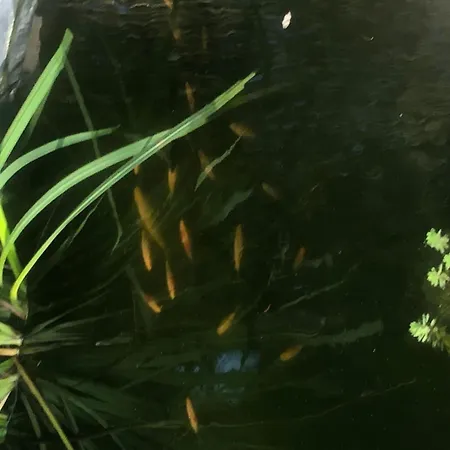 Spitzwegerich By Interhome * Kappe