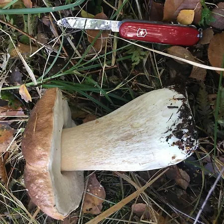 Spitzwegerich By Interhome Apartment