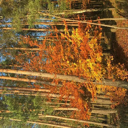 Spitzwegerich By Interhome Apartment *