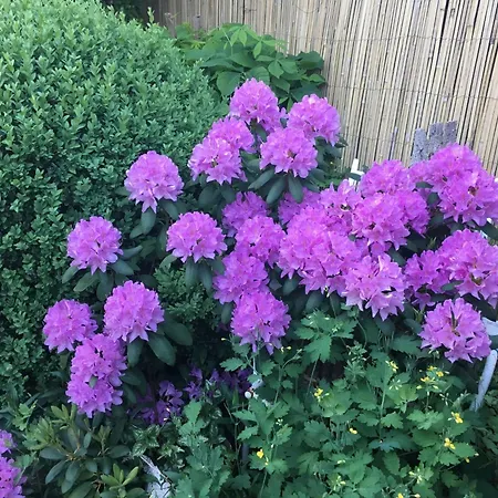 Spitzwegerich By Interhome Kappe