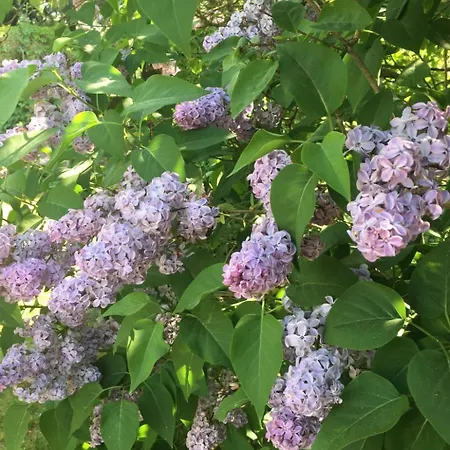 Spitzwegerich By Interhome Apartment *