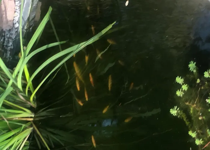 Spitzwegerich By Interhome * Kappe