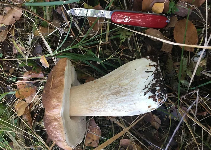 Spitzwegerich By Interhome Apartment