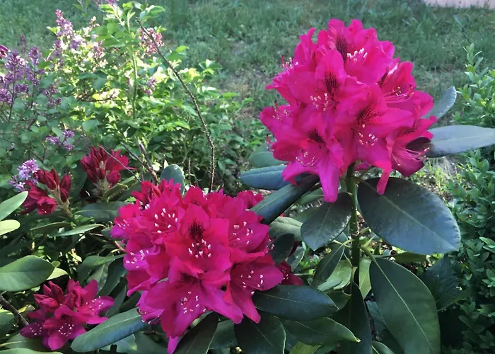 Spitzwegerich By Interhome Apartamento *