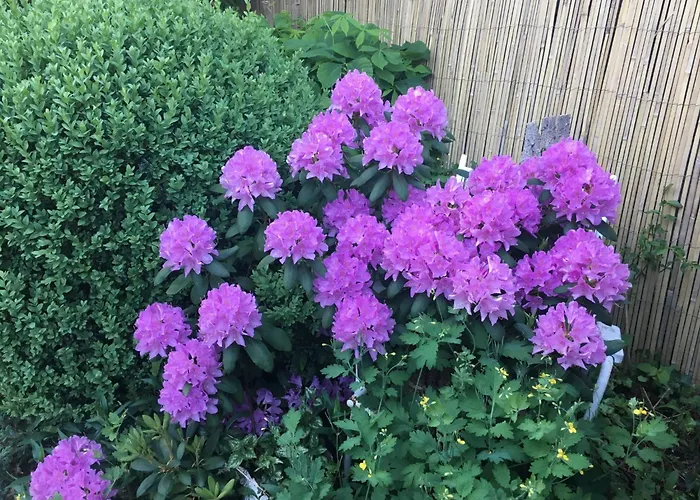 Spitzwegerich By Interhome Kappe