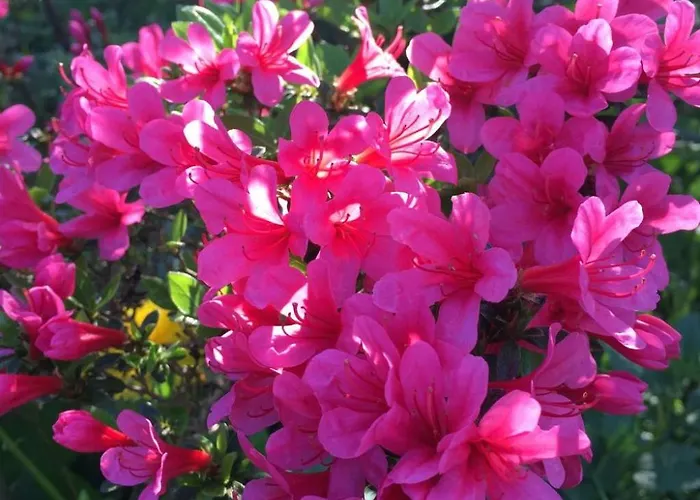 Spitzwegerich By Interhome Apartamento *