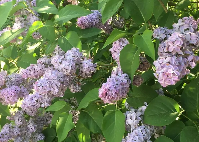 Spitzwegerich By Interhome Apartment *